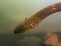 전기뱀장어 신종 첫 발견…역대 최강 860볼트 지지직