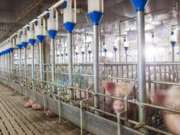 돼지 얼굴 <strong>인식</strong> 기술이 필요한 이유는