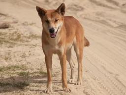 '<strong>딩고</strong>'와 '캥거루'의 호주 생태계 쟁탈전