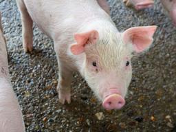 아프리카돼지열병 ‘비상’, 돼지고기 먹어도 될까?