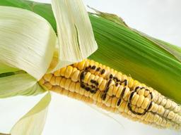 2050년엔 먹기 싫어도 '<strong>GMO</strong>'가 식탁 대세