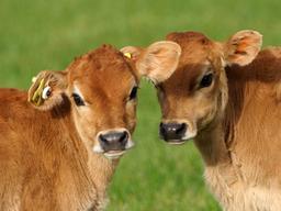 “2030년 식탁엔 소고기와 유제품이 사라진다”