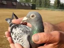 '새대가리'라고?…지식 전하고, 단어도 외우는데?