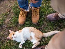 당신이 하려는 '<strong>냥줍</strong>'…"납치일지도 몰라요"