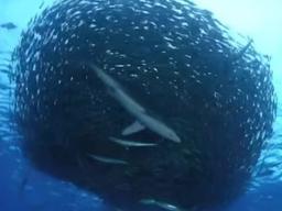 <strong>물고기</strong>가 떼로 헤엄치는 이유