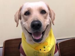 우리가 도와줄개! 헌혈하는 <strong>대형견</strong>들♥