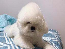 자고 일어났더니.. '삼각김밥' 돼버린 <strong>강아지</strong>