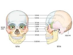 사람 머리뼈 구조에 숨어 있는 황금비율