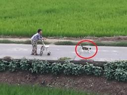 "할머니, 저만 따라오세요".. 할머니 <strong>산책</strong>시켜드리는 <strong>고양이</strong>