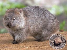 웜뱃은 왜 정육면체 똥을 눌까