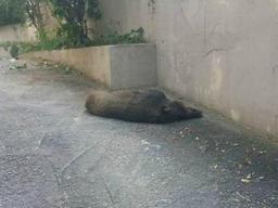 <strong>청주</strong>서 멧돼지 출몰… 전국 멧돼지 공포에 불안