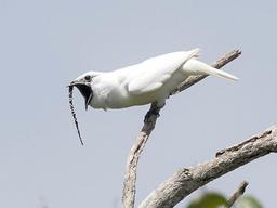 록음악보다 크다…세계서 <strong>울음</strong>소리 가장 큰 새 발견