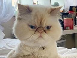 ‘<strong>꿀잠</strong>' 중 집사가 깨우자 고양이가 보인 반응