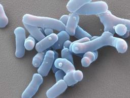 당신은 '<strong>장내</strong> <strong>미생물</strong>'에게 조종 당하고 있다?