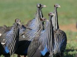 닭대가리?…조류도 머리 큰 <strong>유인원</strong>만큼 복잡한 사회 구성