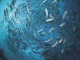 <strong>WWF</strong>, 부산국제수산엑스포 참여…지속가능 수산물 인증제 홍보