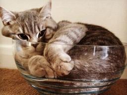 "고양이는 액체"라고 주장한 과학자는 누구?
