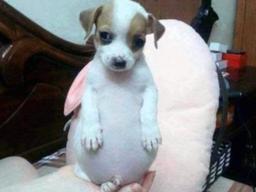 요즘 동물병원에 '살찐 댕댕이'들, 왜 많아졌나 했더니