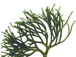 사슴뿔 닮은 ‘<strong>청각</strong>’ 비만 예방에 탁월