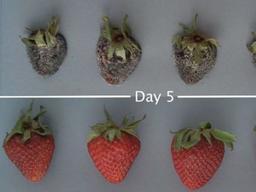 과일에 <strong>코팅</strong>하면 오래간다?