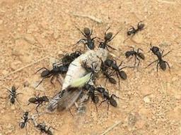 진짜 일개미들은 <strong>워라밸</strong>을 지킬까?