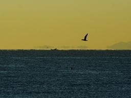 "한국인은 나가주세요"…日명소 와타즈미 신사 '출입제한' 논란