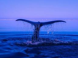 향유고래 사체서 쓰레기 100㎏ 와르르…해양오염의 현실