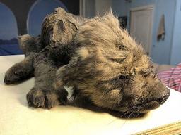 1만 8천년 된 동물<strong>미라</strong>…누구냐 넌?