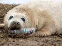 버려진 스타벅스 <strong>병</strong> 물고 있는 새끼 물범