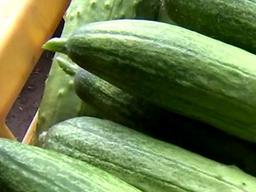 오이 혐오하는 <strong>식성</strong>, 꼭 바꿔야 할까?