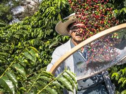 ‘윤리적 소비’ 트렌드로 뜬 공정무역...커피 생산에 미치는 영향