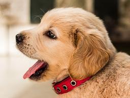 우리집 댕댕이 인생샷 찍는 꿀팁