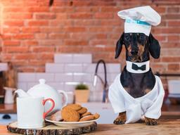 반려동물도 미식 즐긴다…이젠 ‘견슐랭 시대’