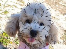 "저희 강아지가 '개슴도치'가 돼버렸습니다"..푸들 견주의 '웃픈' 한탄