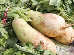 마! 니 겨울 인삼 ‘무’봤나