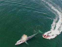 고래는 왜 그렇게 클까? 새로 밝혀진 비밀들