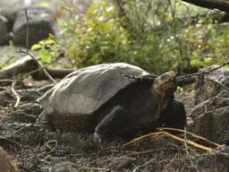 <strong>거북이</strong>가 사람보다 오래 사는 이유는?