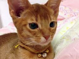 24층서 떨어진 고양이의 生死는?