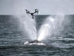 고래가 내뿜는 ‘<strong>콧물</strong>’ 채취하는 드론도 있다