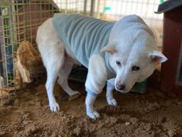 '6년 만에 맞이한 주인에게 또'..<strong>파양</strong> 당해 낙담한 백구