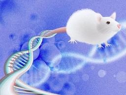 마리당 수천만원… '유전자변형쥐'를 아시나요