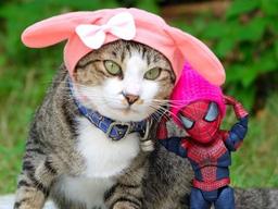 고양이와 스파이더맨, 그들의 <strong>재미있는</strong> 일상