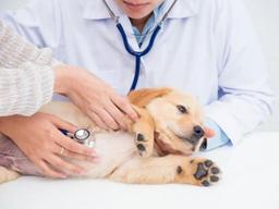 2020년 달라지는 <strong>동물</strong> 관련 제도는