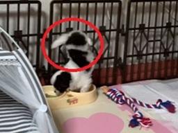 '대체 무슨 맛이길래?'..밥먹다 몸개그 선보이는 아기 강아지