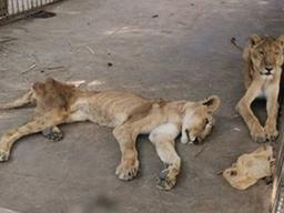 [Pick] 피골상접한 채 털썩…'밀림의 왕' 덮친 경제난