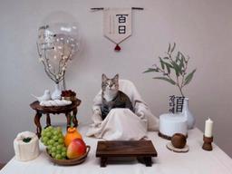 '이상한 부분을 찾으시오'...아기 집사 백일상 뺏은 뻔뻔한 고양이