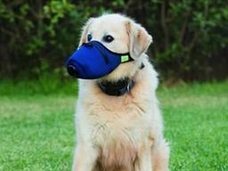 불티나게 팔리는 반려견 마스크..전문가들 “필요 없다”