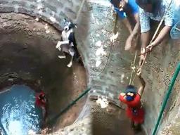 <strong>우물</strong>에 빠진 개 ‘허우적’…맨몸으로 뛰어들어 구조한 인도 여성