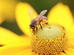 꿀은 달수록 좋다?… <strong>벌꿀</strong>에게는 좋은 게 아니네