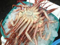 겨울철 <strong>대게</strong> 저렴하게, 아침 묵호항에서 5만원에 b급 <strong>대게</strong> 먹기